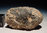 Meteorit Dhofar 007 Eukrit 4,81g