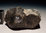 Meteorit Camel Donga Australien Eukrit 9,74 g