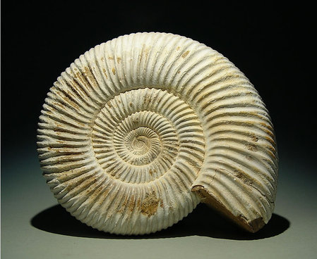 Ammonit Perisphinctes sp. Madagaskar\\n\\n07.07.2017 22:35
