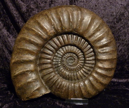 Ammonit Arietites sp. Germany\\n\\n07.07.2017 22:35